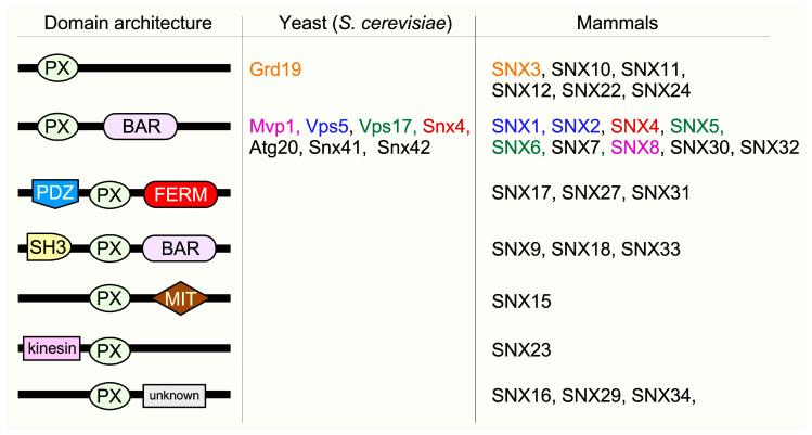 https://cdn.ncbi.nlm.nih.gov/pmc/blobs/a416/7823608/3d171fa40644/cells-10-00017-g002.jpg