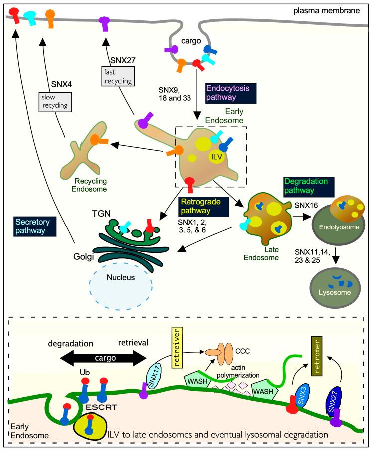 https://cdn.ncbi.nlm.nih.gov/pmc/blobs/a416/7823608/5a83469b7cfc/cells-10-00017-g003.jpg