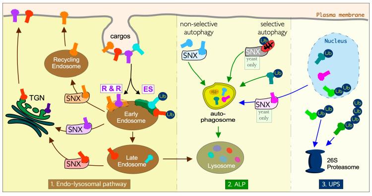 https://cdn.ncbi.nlm.nih.gov/pmc/blobs/a416/7823608/92a5d820b2c0/cells-10-00017-g001.jpg