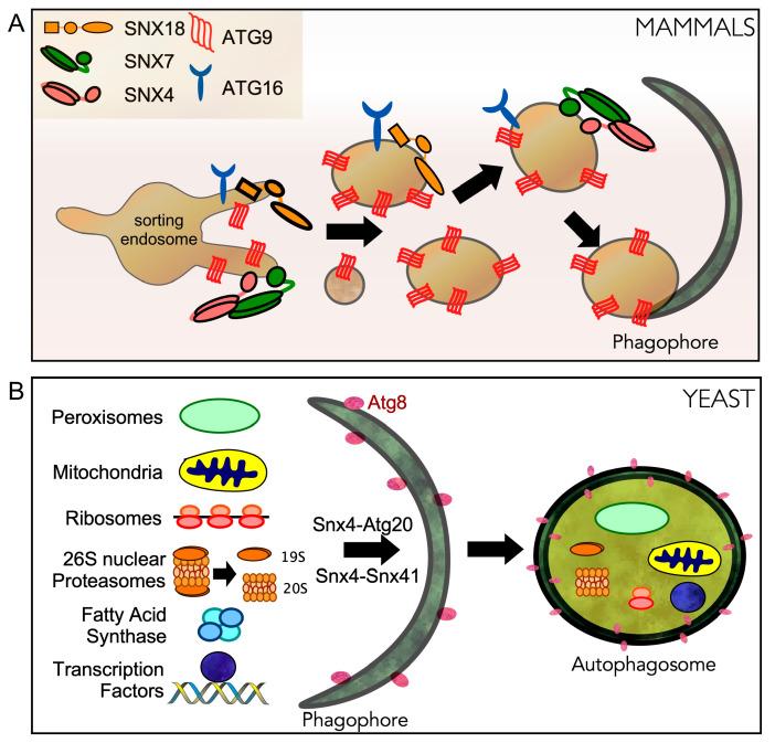 https://cdn.ncbi.nlm.nih.gov/pmc/blobs/a416/7823608/e0f4c0239dd5/cells-10-00017-g004.jpg