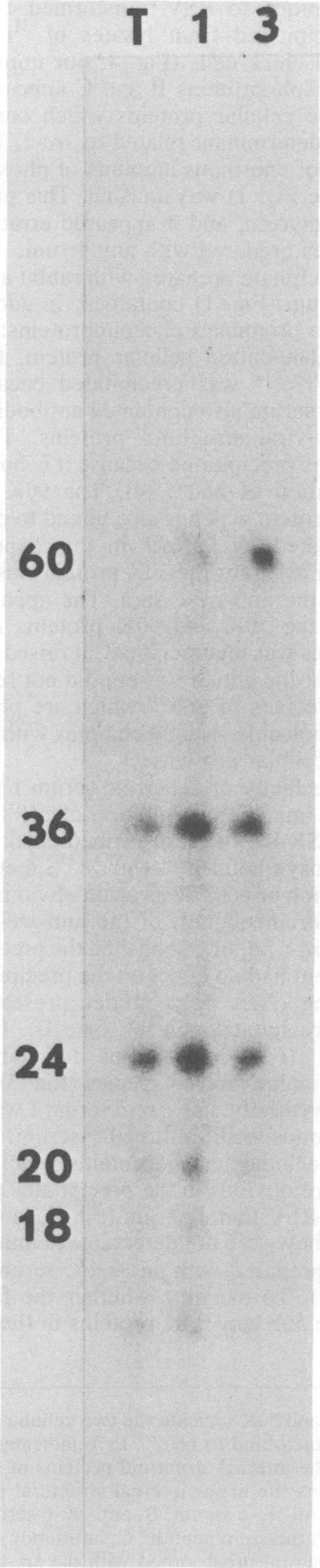 https://cdn.ncbi.nlm.nih.gov/pmc/blobs/a417/256289/33f03df5c325/jvirol00152-0051-a.jpg