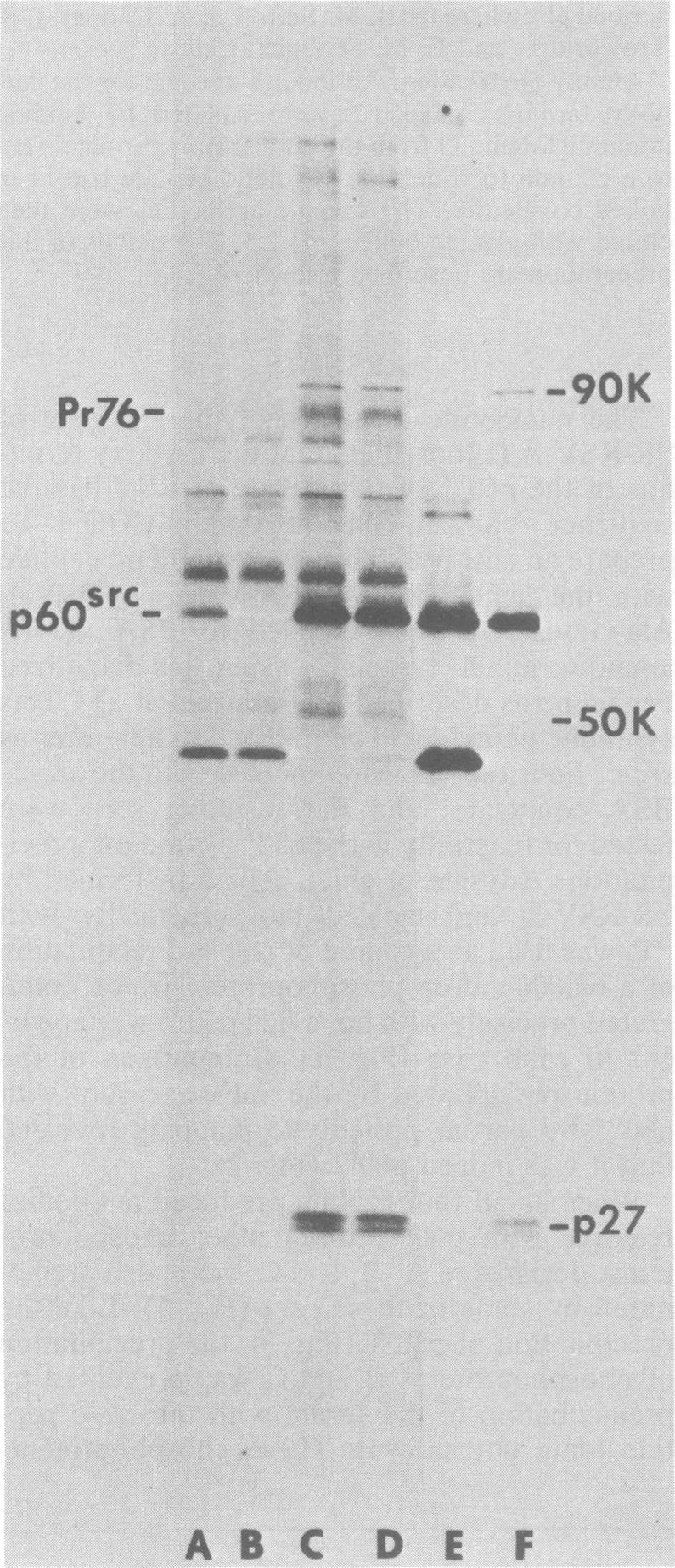 https://cdn.ncbi.nlm.nih.gov/pmc/blobs/a417/256289/5eb57a92f5cf/jvirol00152-0052-a.jpg