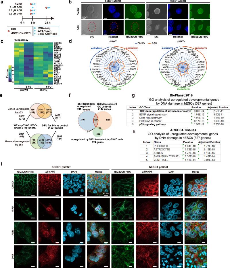 https://cdn.ncbi.nlm.nih.gov/pmc/blobs/a41a/12102190/757956278a43/41467_2025_59886_Fig1_HTML.jpg