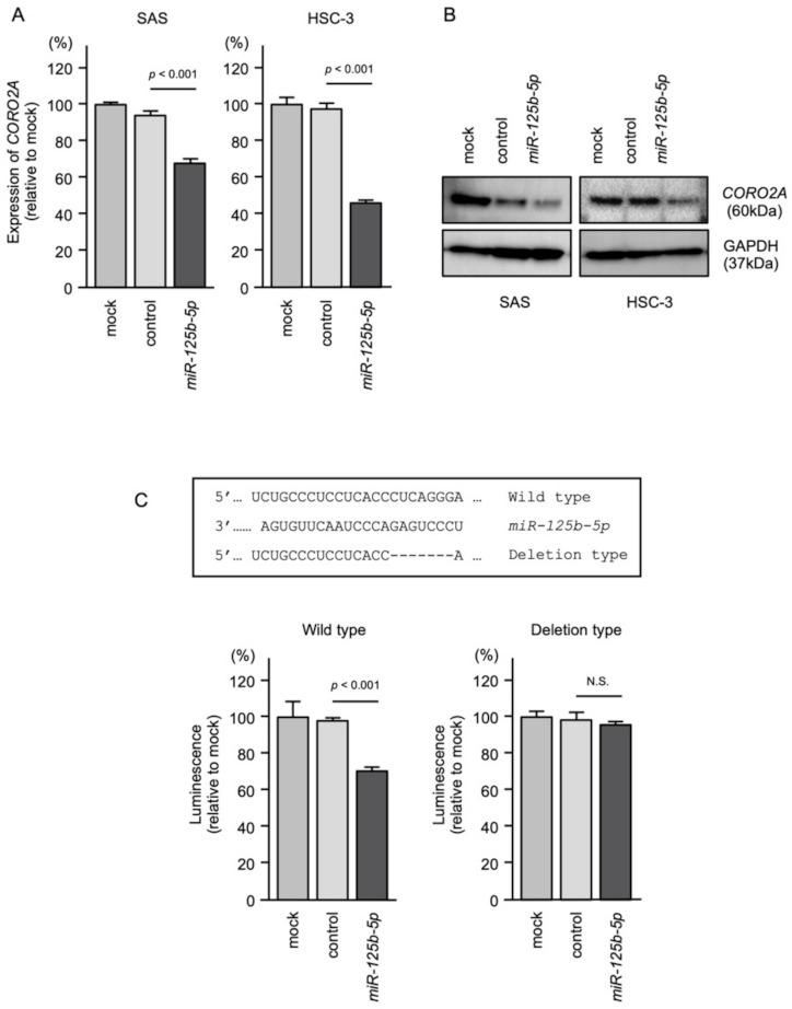 https://cdn.ncbi.nlm.nih.gov/pmc/blobs/a420/8657730/bb3a0ba7137d/ijms-22-12684-g008.jpg