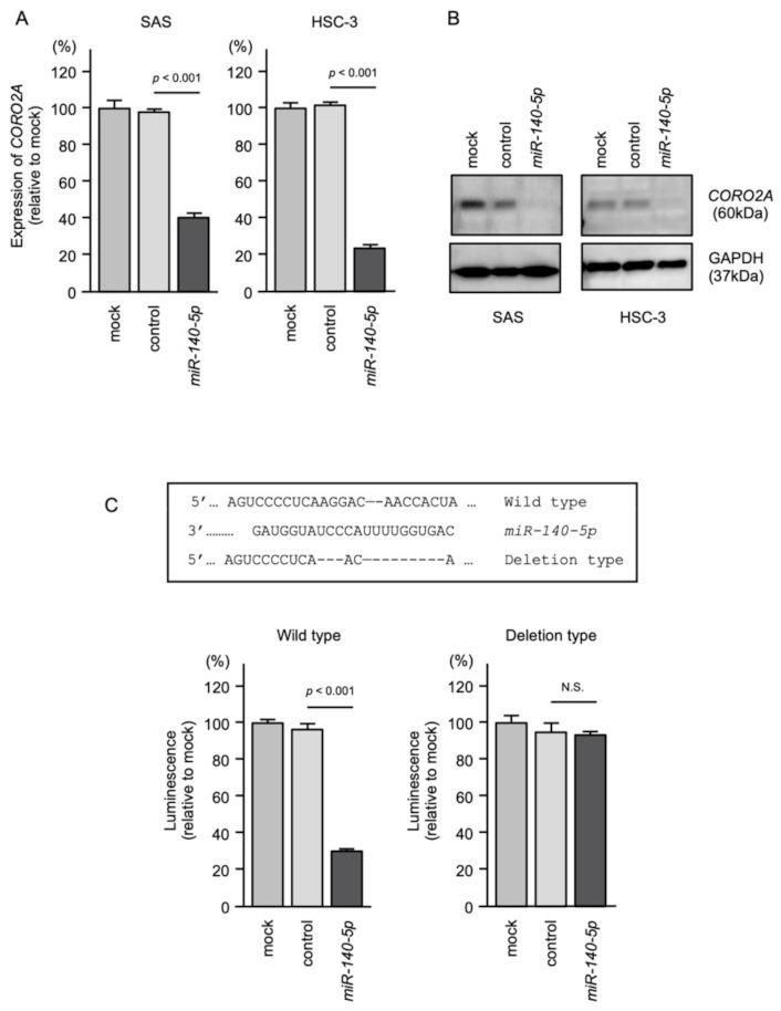 https://cdn.ncbi.nlm.nih.gov/pmc/blobs/a420/8657730/fa7341a983f6/ijms-22-12684-g009.jpg