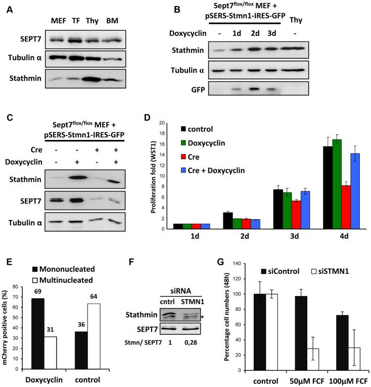 https://cdn.ncbi.nlm.nih.gov/pmc/blobs/a429/4133155/d63263256057/pgen.1004558.g005.jpg