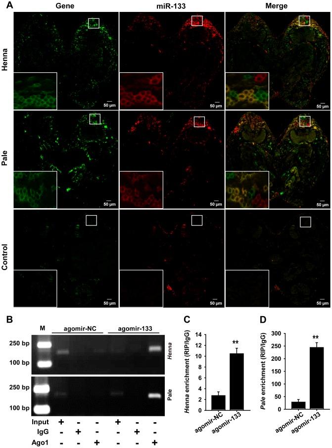 https://cdn.ncbi.nlm.nih.gov/pmc/blobs/a42c/3937255/b9dc938d8a7c/pgen.1004206.g003.jpg