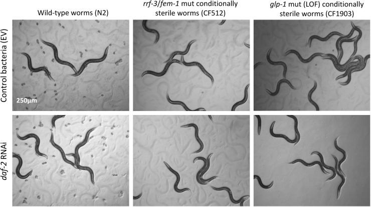 https://cdn.ncbi.nlm.nih.gov/pmc/blobs/a42c/6277199/128a942c63bf/elife-38635-fig1-figsupp1.jpg