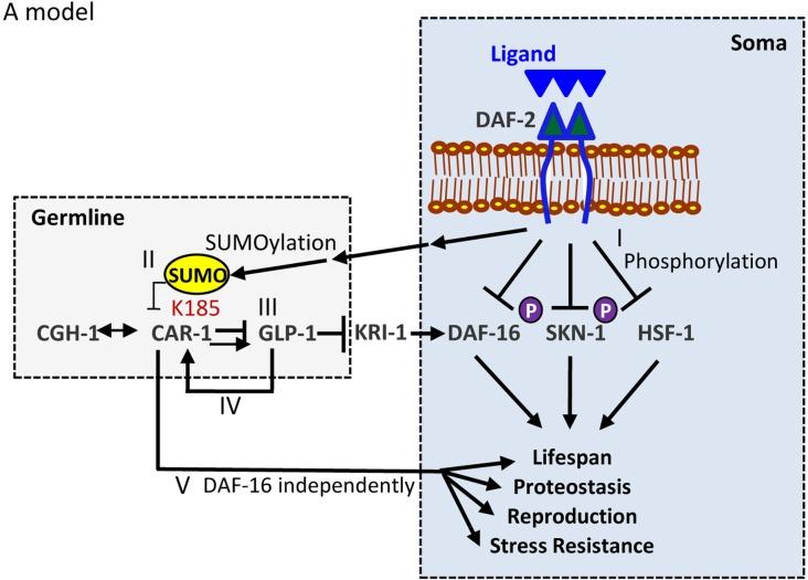 https://cdn.ncbi.nlm.nih.gov/pmc/blobs/a42c/6277199/57d43211a95b/elife-38635-fig7.jpg