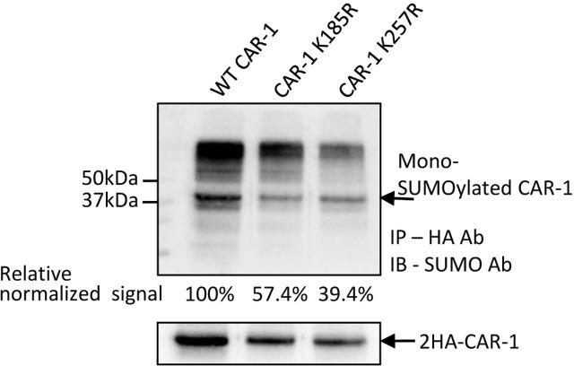 https://cdn.ncbi.nlm.nih.gov/pmc/blobs/a42c/6277199/d3b0ce9d3e4b/elife-38635-fig2-figsupp3.jpg