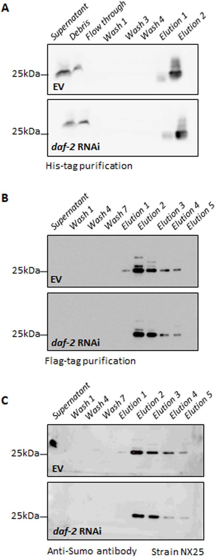 https://cdn.ncbi.nlm.nih.gov/pmc/blobs/a42c/6277199/f8661e8920de/elife-38635-fig1-figsupp2.jpg