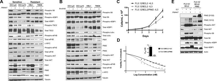 https://cdn.ncbi.nlm.nih.gov/pmc/blobs/a42d/5325370/2e11169ade0c/oncotarget-07-63362-g002.jpg