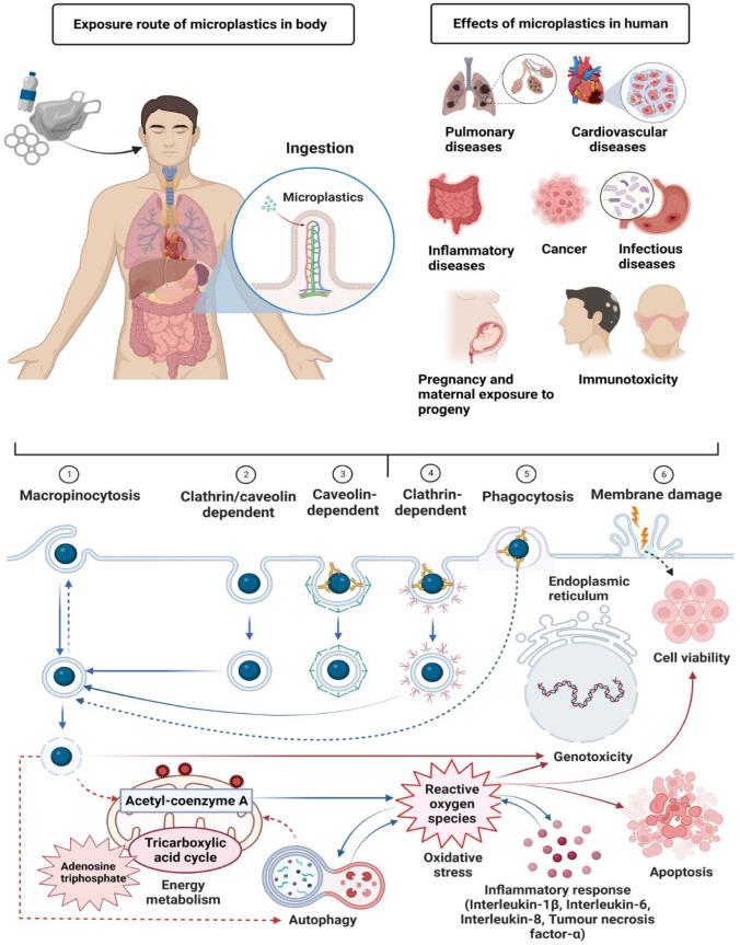 https://cdn.ncbi.nlm.nih.gov/pmc/blobs/a42e/10072287/ac9eb6f8e505/10311_2023_1593_Fig5_HTML.jpg