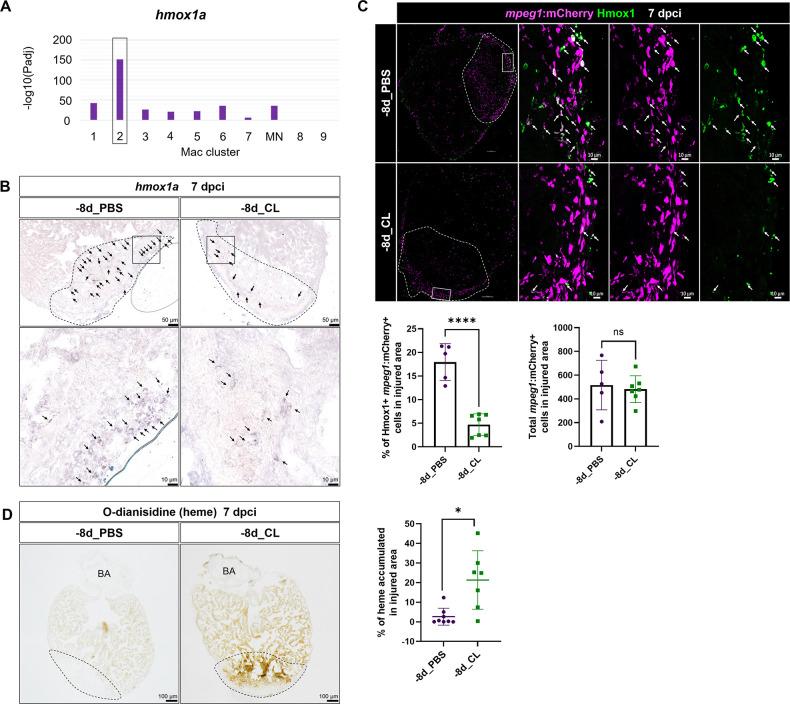 https://cdn.ncbi.nlm.nih.gov/pmc/blobs/a435/10411971/09644f371b4e/elife-84679-fig8.jpg