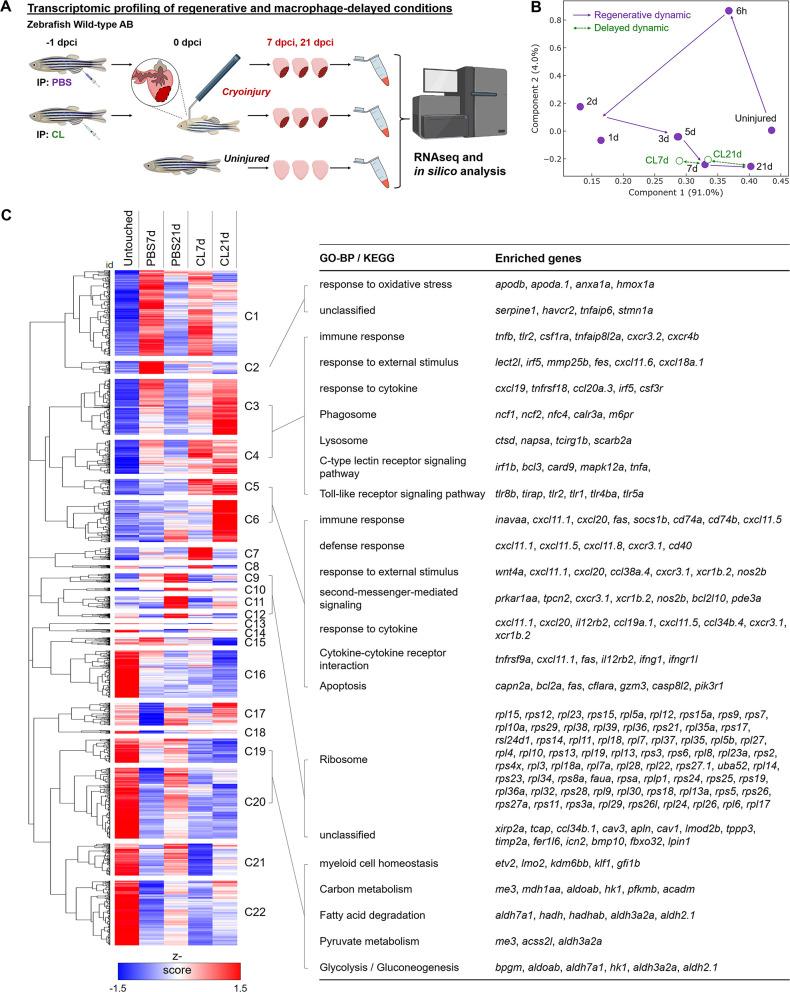 https://cdn.ncbi.nlm.nih.gov/pmc/blobs/a435/10411971/7307cdb1bcd8/elife-84679-fig1.jpg