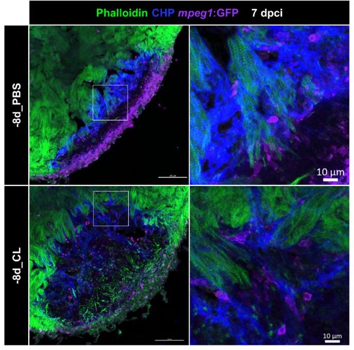 https://cdn.ncbi.nlm.nih.gov/pmc/blobs/a435/10411971/8ee86af45ccf/elife-84679-sa2-fig2.jpg