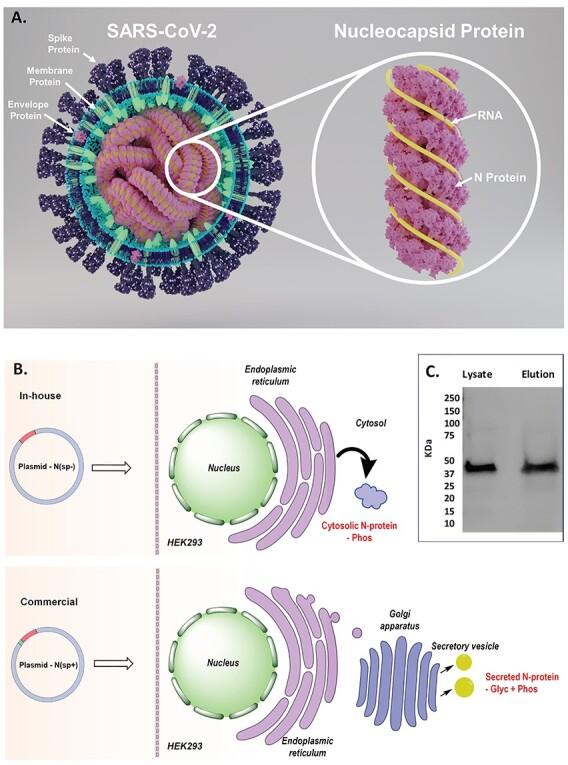 https://cdn.ncbi.nlm.nih.gov/pmc/blobs/a438/8457360/163404f86b6d/cwab044f1.jpg