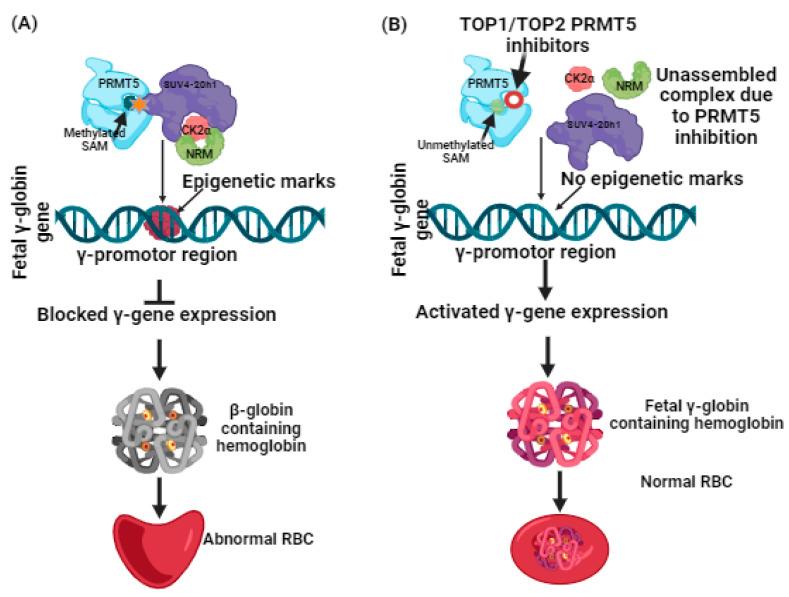 https://cdn.ncbi.nlm.nih.gov/pmc/blobs/a43d/11173459/8068923813ae/molecules-29-02662-g001.jpg