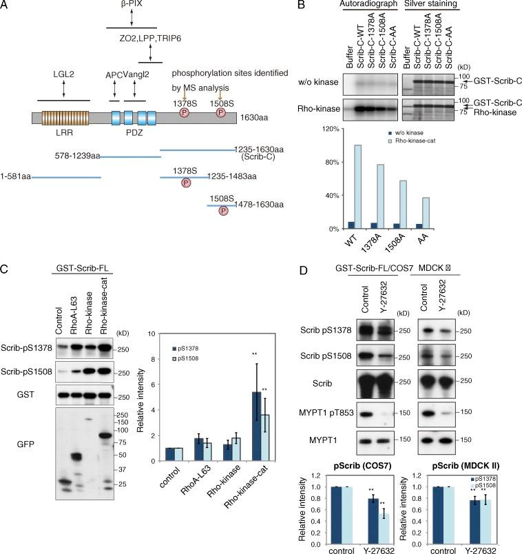 https://cdn.ncbi.nlm.nih.gov/pmc/blobs/a43f/4477863/0ca1b91697a4/JCB_201412008_Fig5.jpg