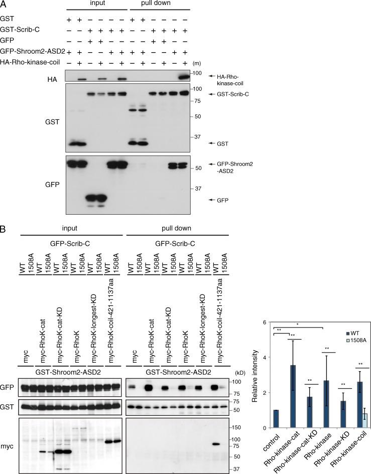 https://cdn.ncbi.nlm.nih.gov/pmc/blobs/a43f/4477863/1cc3f36c508b/JCB_201412008_Fig7.jpg