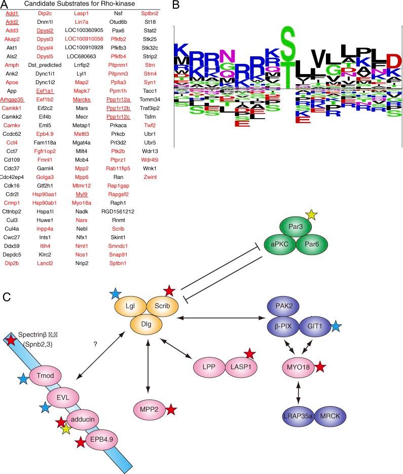 https://cdn.ncbi.nlm.nih.gov/pmc/blobs/a43f/4477863/289de69494cd/JCB_201412008_Fig2.jpg