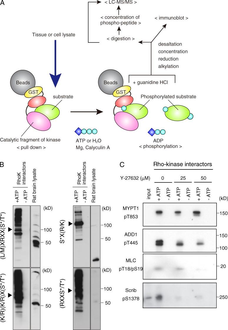 https://cdn.ncbi.nlm.nih.gov/pmc/blobs/a43f/4477863/2f89062fbfaa/JCB_201412008_Fig1.jpg