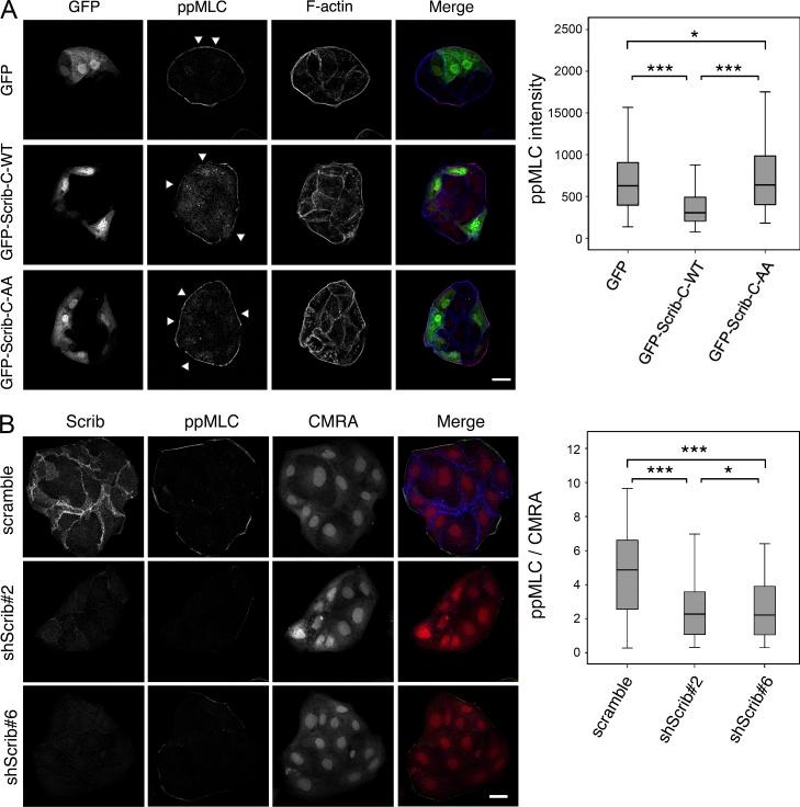https://cdn.ncbi.nlm.nih.gov/pmc/blobs/a43f/4477863/5116e4c70b75/JCB_201412008_Fig9.jpg