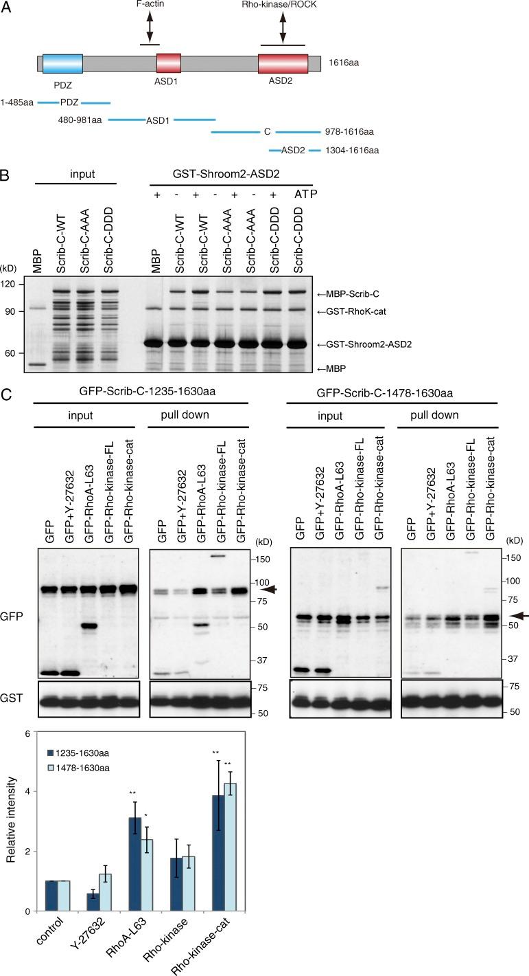 https://cdn.ncbi.nlm.nih.gov/pmc/blobs/a43f/4477863/8fa9759deb55/JCB_201412008_Fig6.jpg