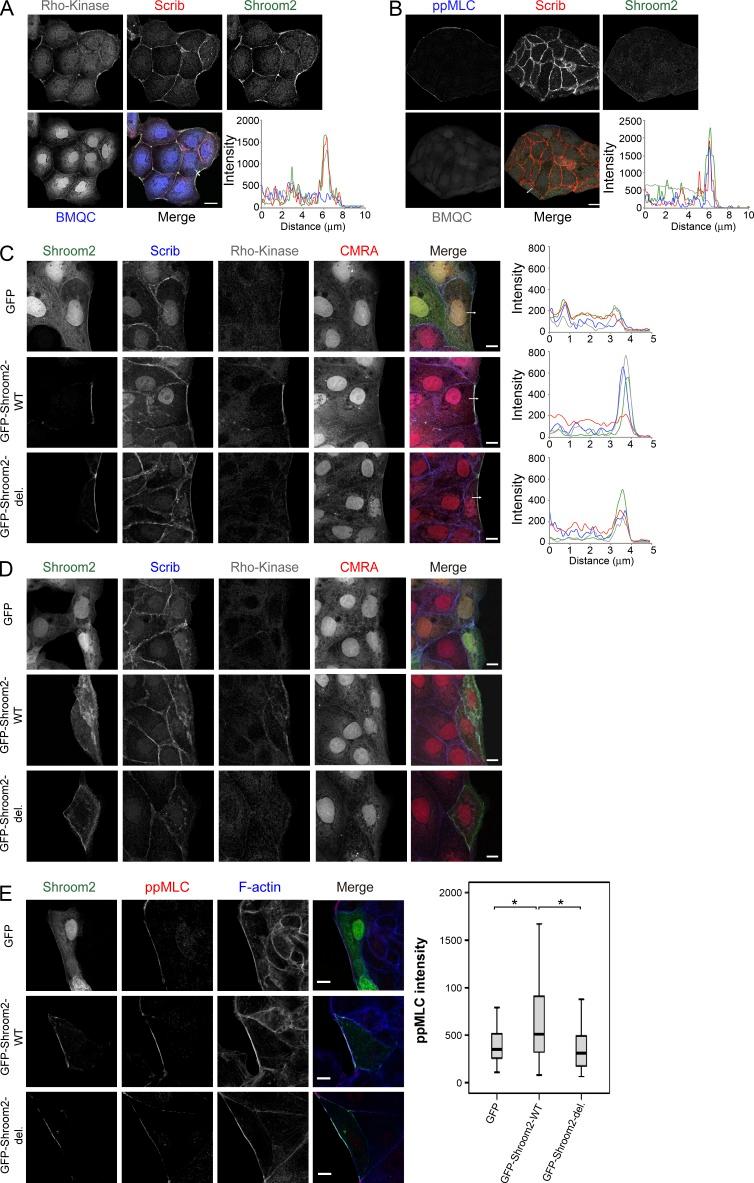 https://cdn.ncbi.nlm.nih.gov/pmc/blobs/a43f/4477863/dbe8f6704d1a/JCB_201412008_Fig8.jpg