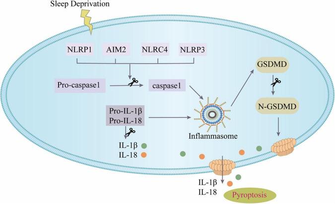 https://cdn.ncbi.nlm.nih.gov/pmc/blobs/a443/8927040/4ab74649b632/fnins-16-816752-g007.jpg