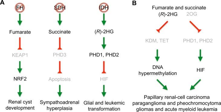 https://cdn.ncbi.nlm.nih.gov/pmc/blobs/a446/5045057/d7697358bd67/hp-2-059Fig3.jpg