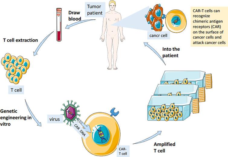 https://cdn.ncbi.nlm.nih.gov/pmc/blobs/a448/8237941/68d97f2b83cb/fimmu-12-682435-g002.jpg