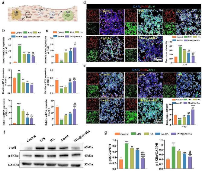 https://cdn.ncbi.nlm.nih.gov/pmc/blobs/a449/11162024/1c8b1b4f3a0b/12951_2024_2593_Fig4_HTML.jpg