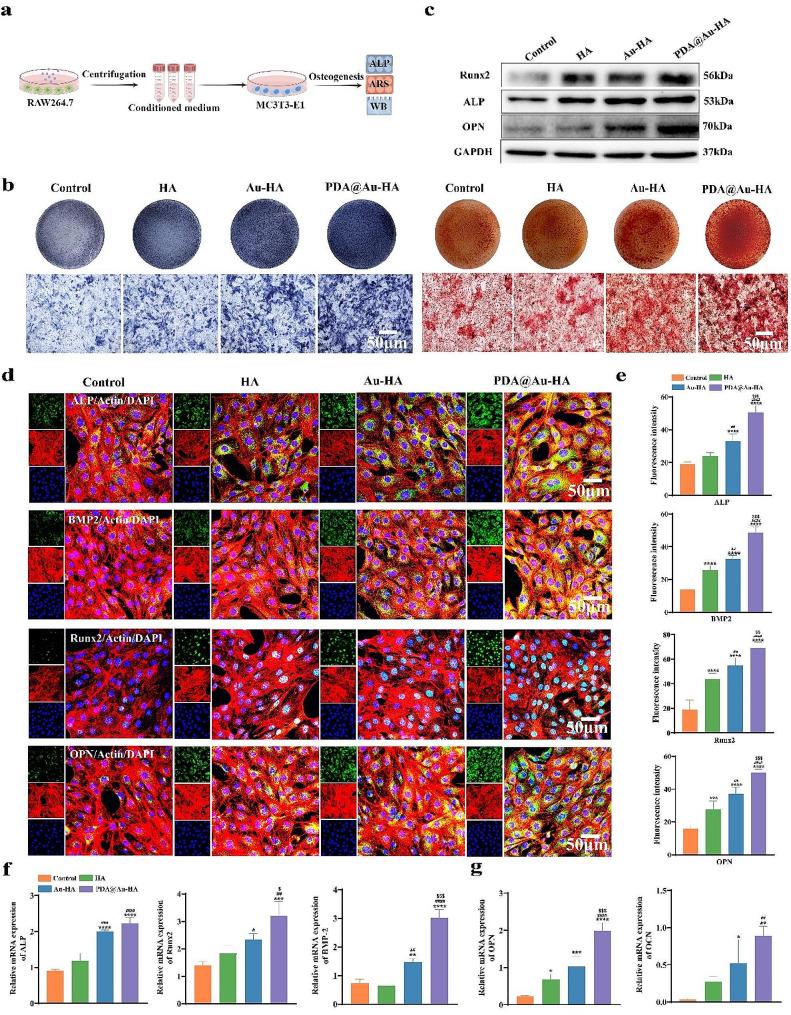 https://cdn.ncbi.nlm.nih.gov/pmc/blobs/a449/11162024/8eb19986f171/12951_2024_2593_Fig5_HTML.jpg