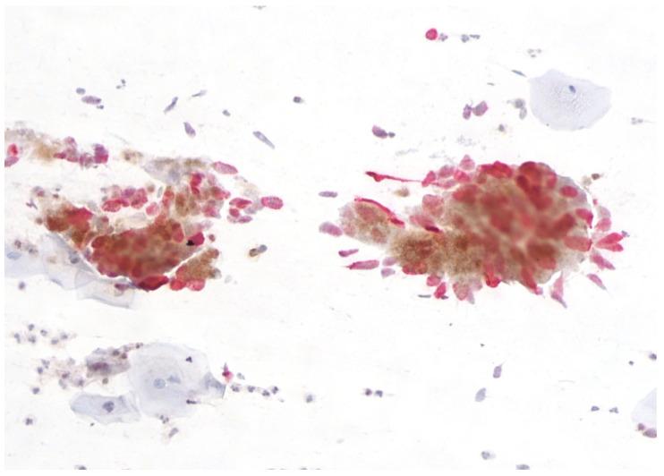 https://cdn.ncbi.nlm.nih.gov/pmc/blobs/a44c/10605736/914fa6e2a0f3/cimb-45-00534-g005.jpg