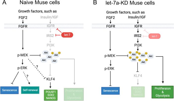 https://cdn.ncbi.nlm.nih.gov/pmc/blobs/a44d/11072159/543842fbf1a0/18_2023_5089_Fig7_HTML.jpg