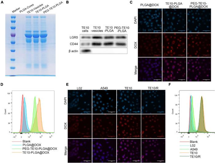 https://cdn.ncbi.nlm.nih.gov/pmc/blobs/a44d/8353447/a09554af7f02/fcell-09-688070-g002.jpg