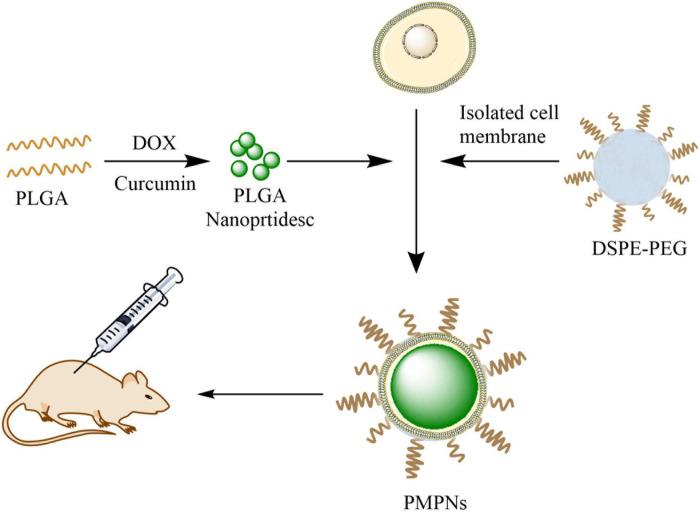https://cdn.ncbi.nlm.nih.gov/pmc/blobs/a44d/8353447/bf2740634a62/fcell-09-688070-g007.jpg