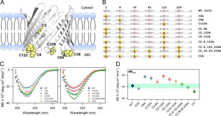https://cdn.ncbi.nlm.nih.gov/pmc/blobs/a44f/6445588/0f09d6b6aa5c/JGP_201812272_Fig2.jpg