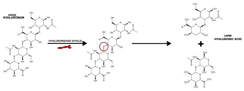 https://cdn.ncbi.nlm.nih.gov/pmc/blobs/a450/10138575/2f214683f0f6/ijms-24-07286-g002.jpg