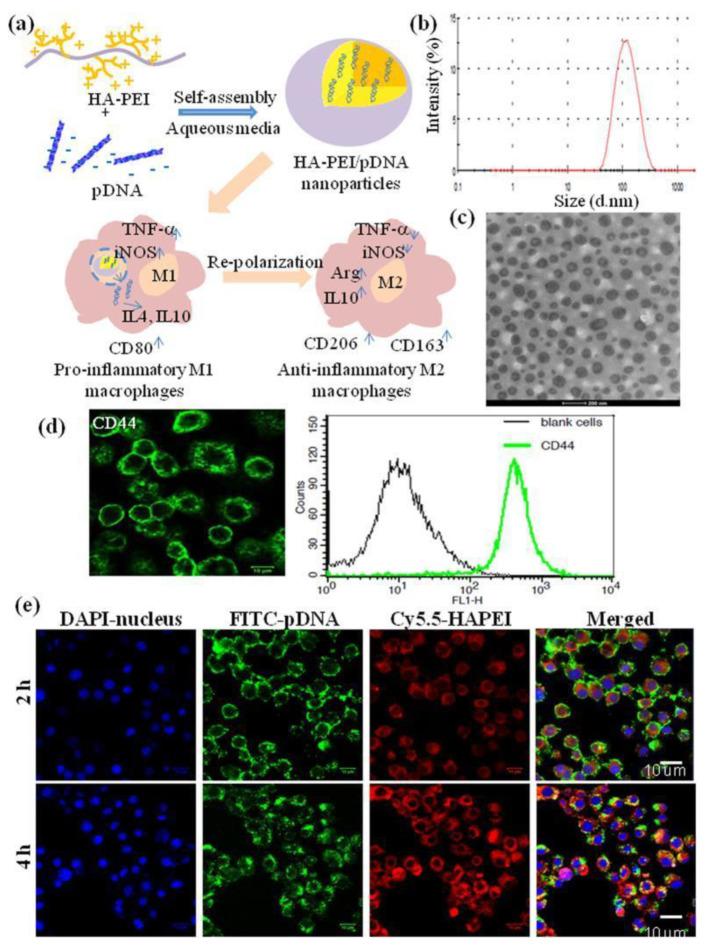 https://cdn.ncbi.nlm.nih.gov/pmc/blobs/a450/10138575/5ca611820c70/ijms-24-07286-g006.jpg
