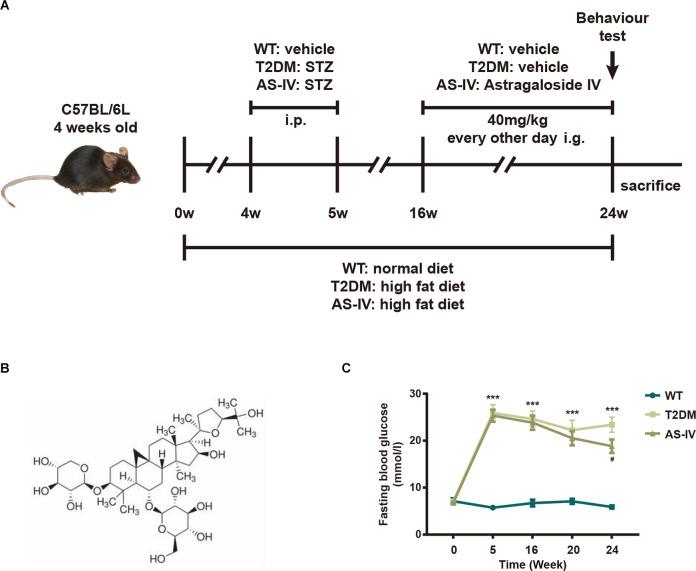 https://cdn.ncbi.nlm.nih.gov/pmc/blobs/a454/9557080/c983663d519f/fnagi-14-1004557-g0001.jpg