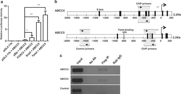 https://cdn.ncbi.nlm.nih.gov/pmc/blobs/a456/3199722/694174808a8b/cddis201161f6.jpg