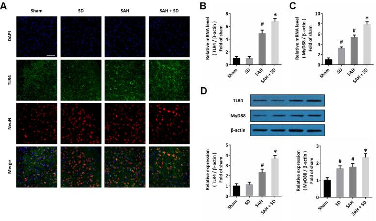 https://cdn.ncbi.nlm.nih.gov/pmc/blobs/a456/7880348/38d42c1b0990/aging-13-202503-g004.jpg