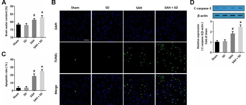 https://cdn.ncbi.nlm.nih.gov/pmc/blobs/a456/7880348/75b311b8940b/aging-13-202503-g001.jpg