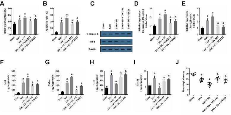 https://cdn.ncbi.nlm.nih.gov/pmc/blobs/a456/7880348/901db69c81a5/aging-13-202503-g005.jpg