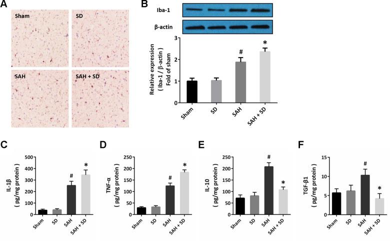 https://cdn.ncbi.nlm.nih.gov/pmc/blobs/a456/7880348/bedfa863ef77/aging-13-202503-g003.jpg