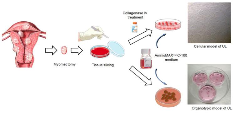https://cdn.ncbi.nlm.nih.gov/pmc/blobs/a456/8875914/be6804de525d/mps-05-00016-g001.jpg