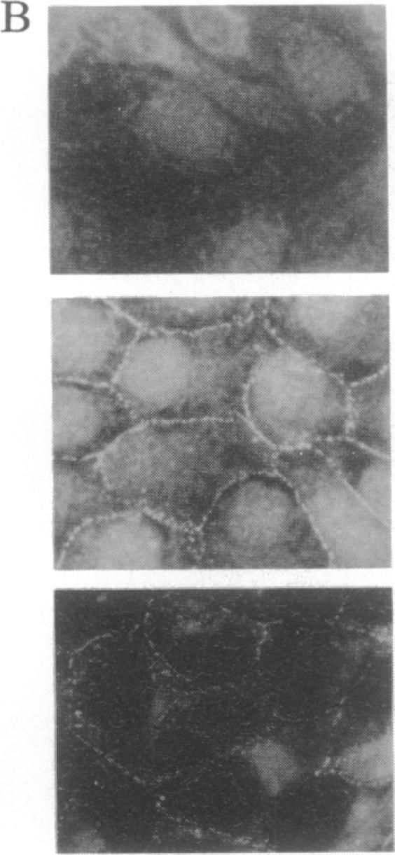 https://cdn.ncbi.nlm.nih.gov/pmc/blobs/a458/51753/5866b396da7d/pnas01061-0243-a.jpg