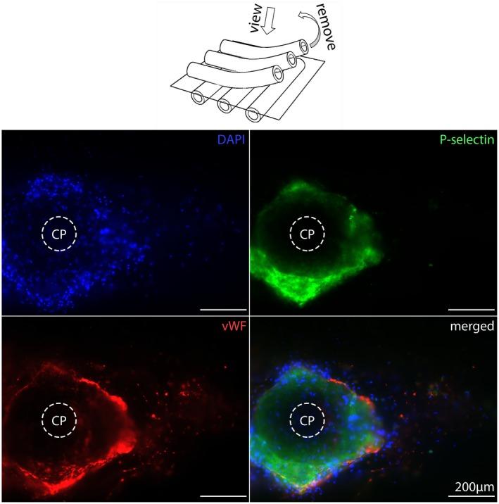 https://cdn.ncbi.nlm.nih.gov/pmc/blobs/a459/6899554/6d227e861087/AOR-43-1065-g002.jpg